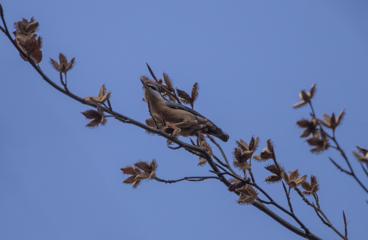 brhlík lesní - ML644584914