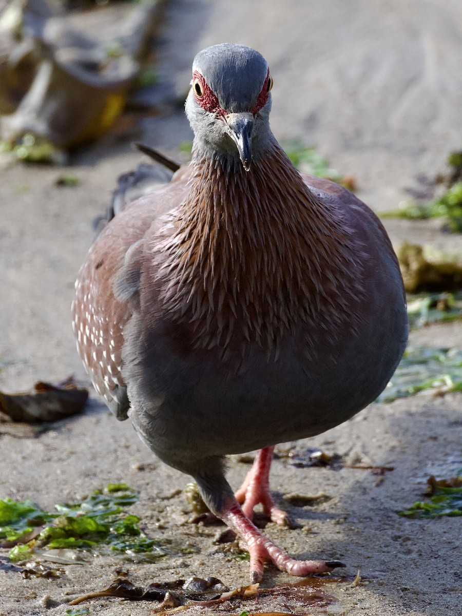 holub skvrnitý - ML644584917