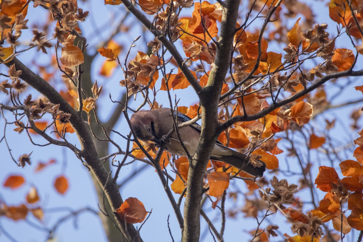 sojka obecná - ML644584919