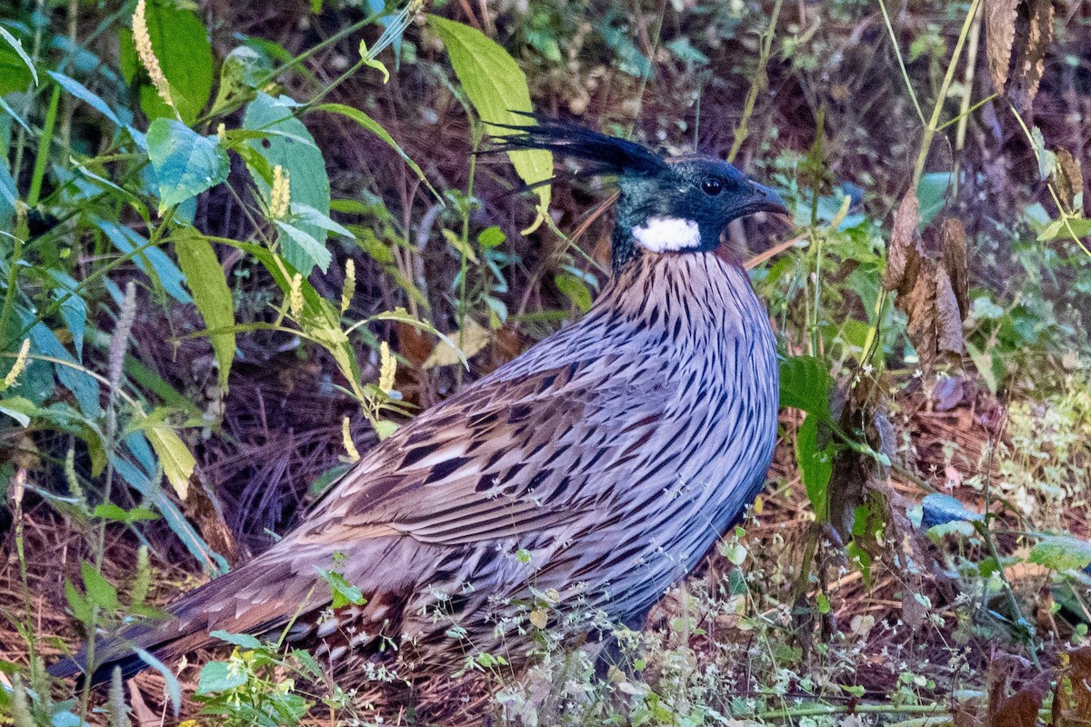 bažant chocholatý - ML644584920
