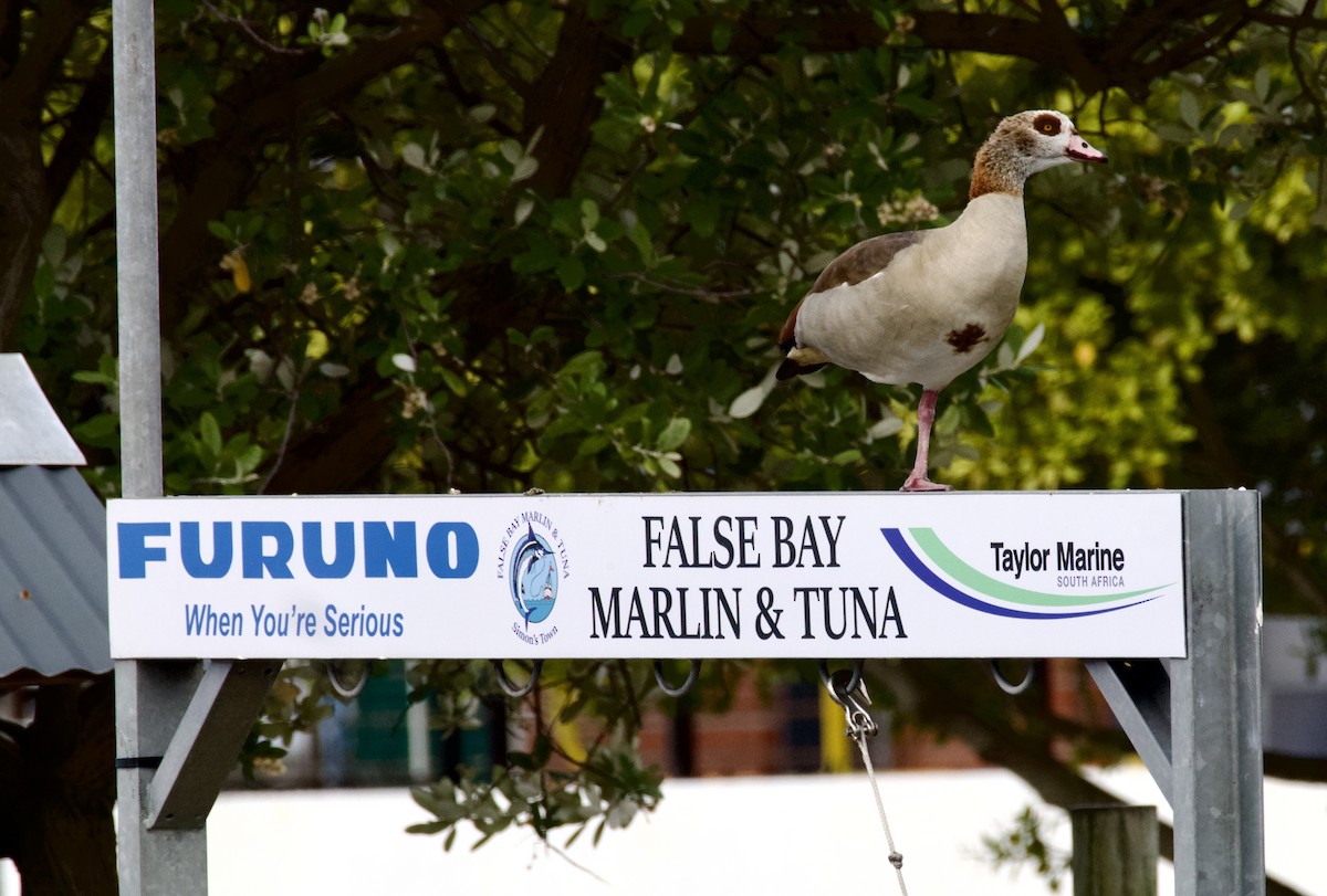 husice nilská - ML644584922