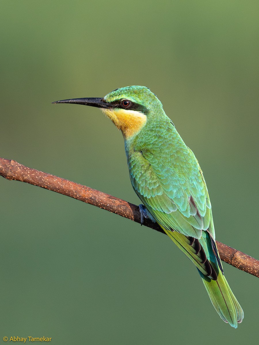 Blue-cheeked Bee-eater - ML644584923