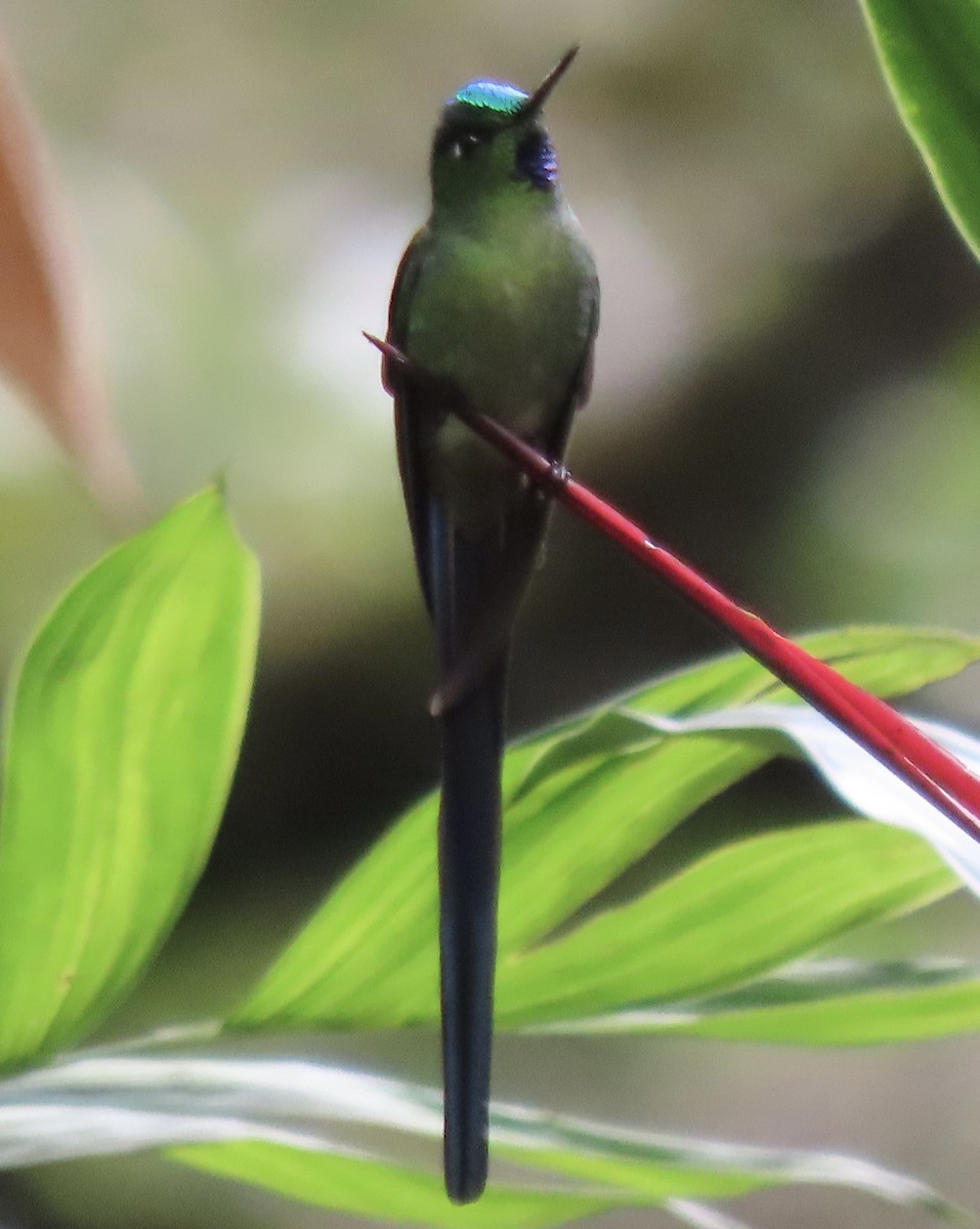 Long-tailed Sylph - ML644584932