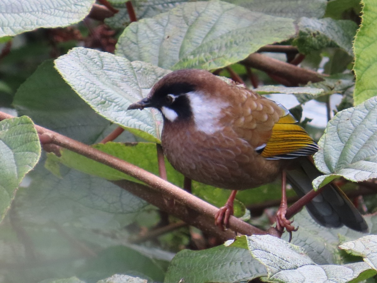 Black-faced Laughingthrush - ML644584933