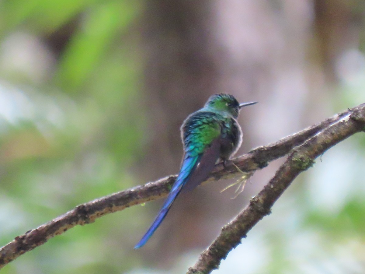 Long-tailed Sylph - ML644584934