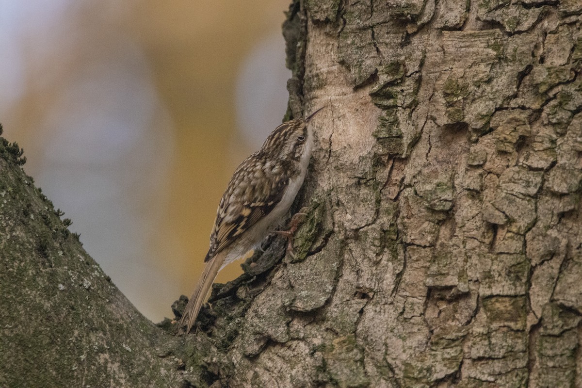 šoupálek dlouhoprstý - ML644584935