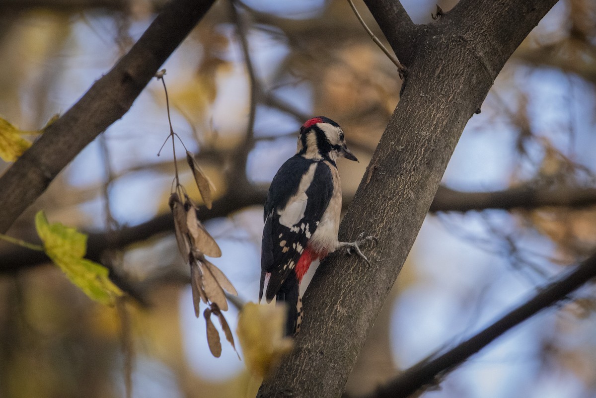 strakapoud velký - ML644584941