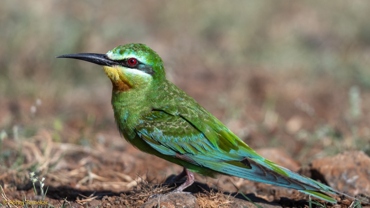 Blue-cheeked Bee-eater - ML644584943