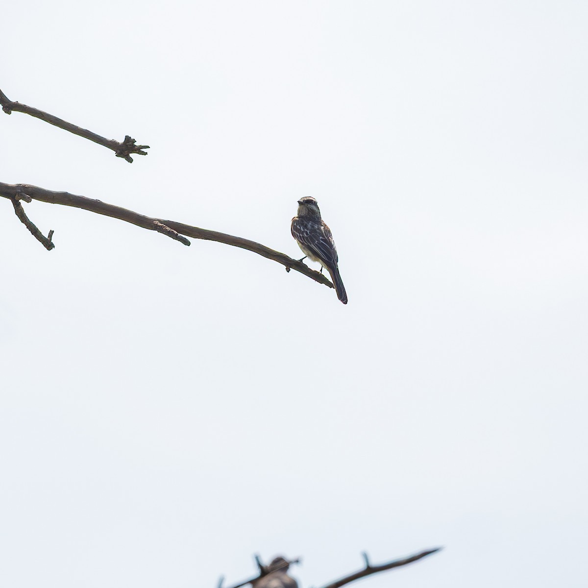 Tyran tacheté - ML644584946