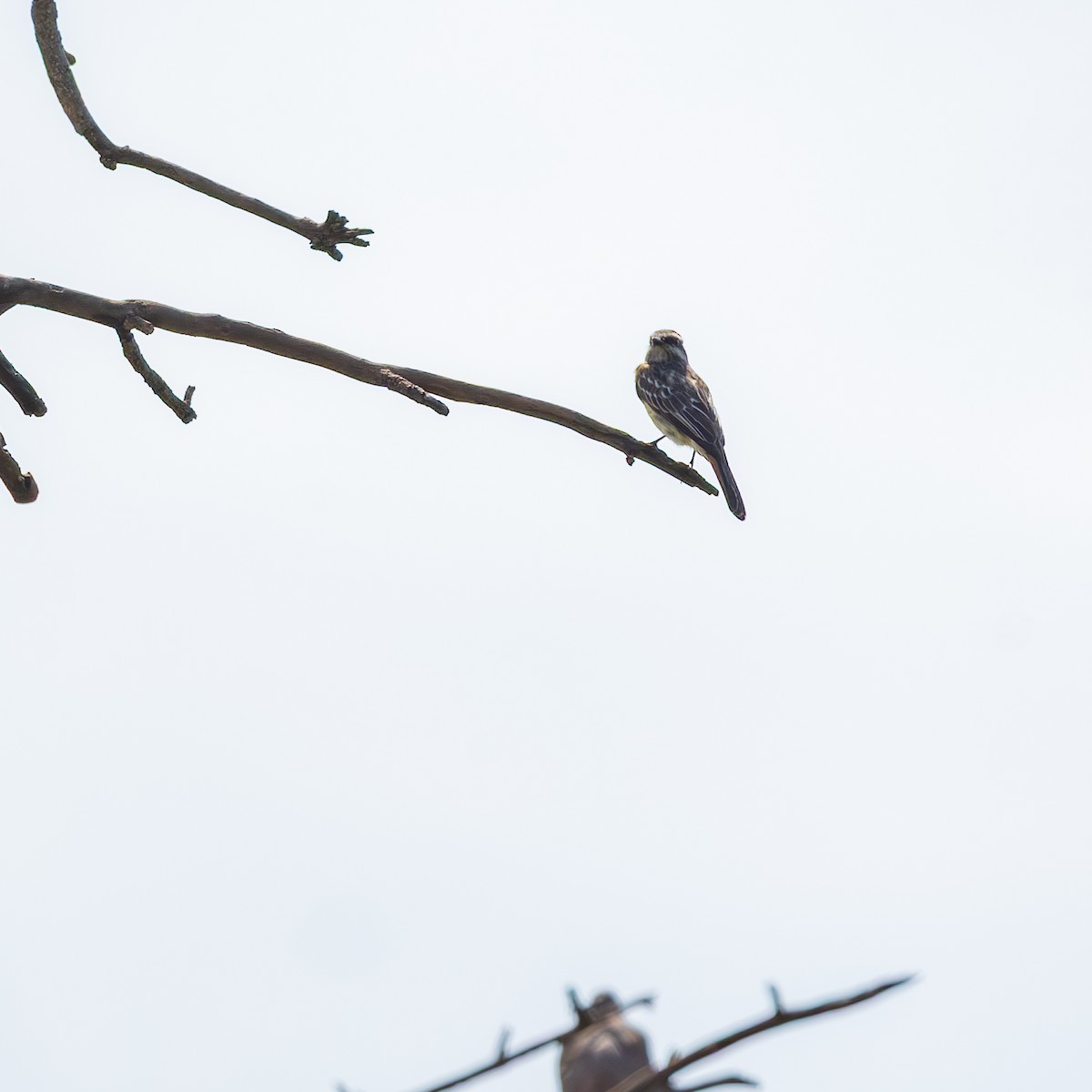 Tyran tacheté - ML644584947