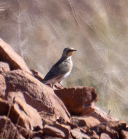 ハマヒバリ - ML644584962