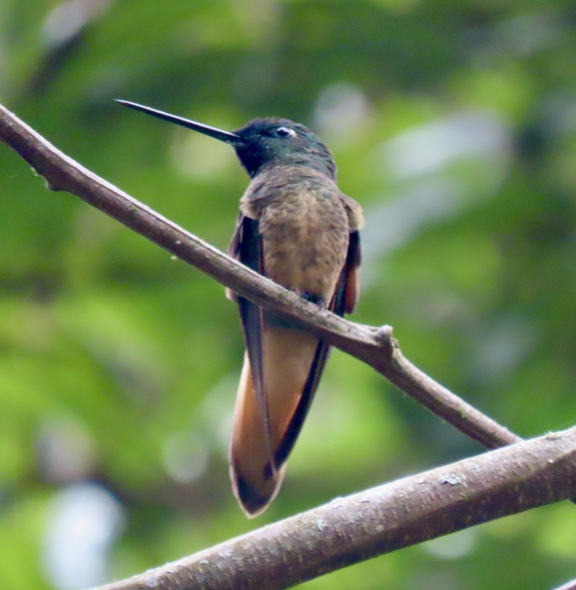 Violet-throated Starfrontlet (Cuzco) - ML644584964