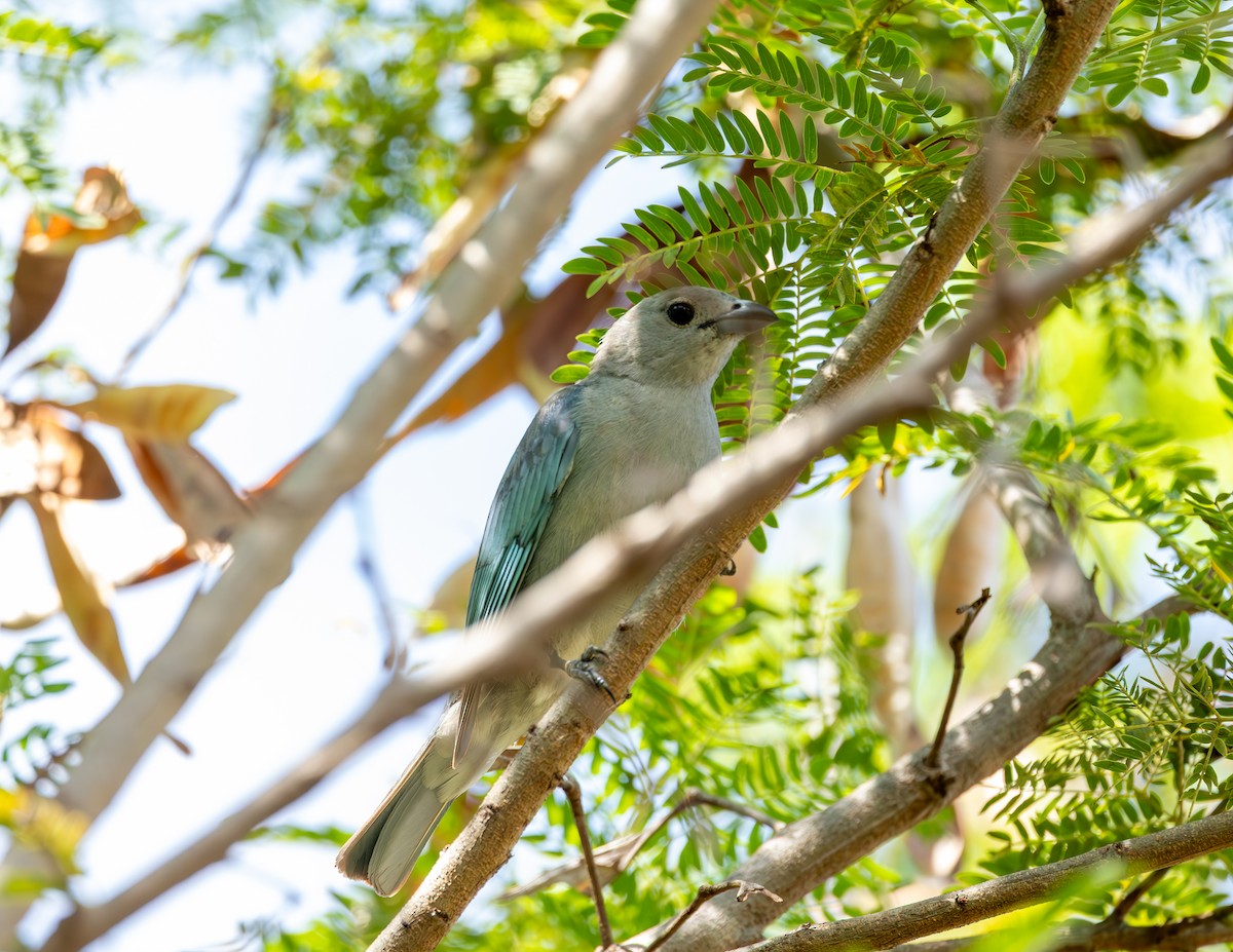 Sayaca Tanager - ML644584967