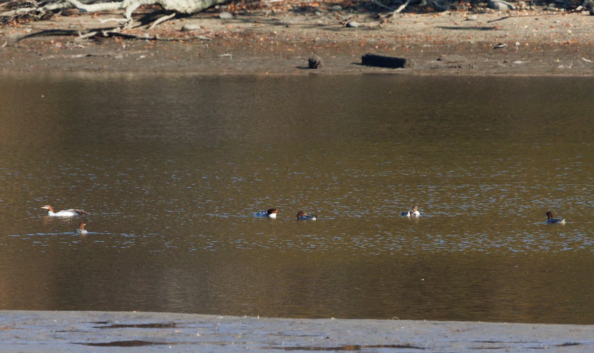 Хумхин бохио - ML644584970