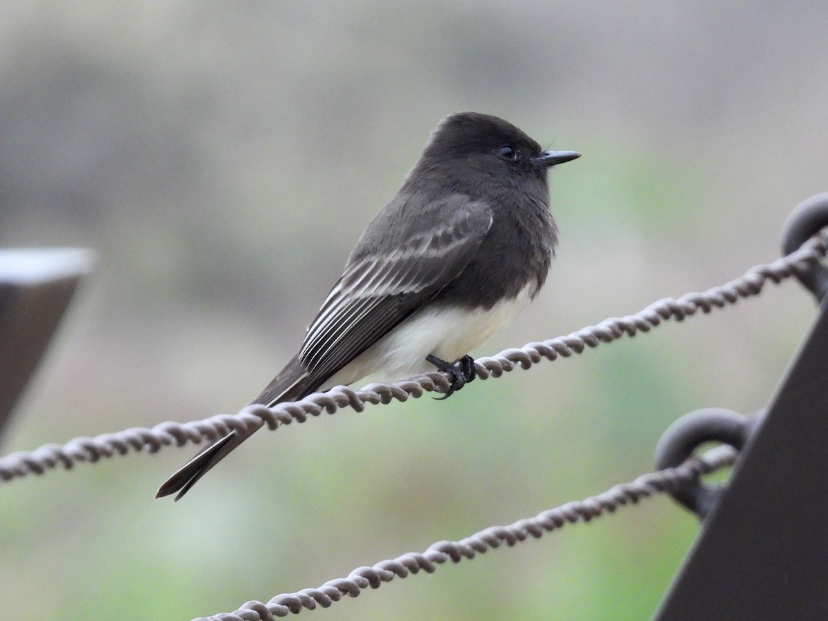Black Phoebe - ML644584980