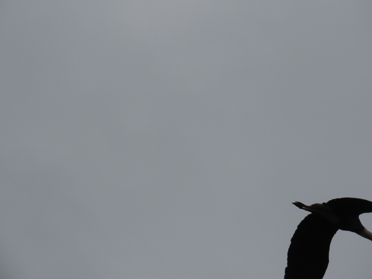 Asian Woolly-necked Stork - ML644584992