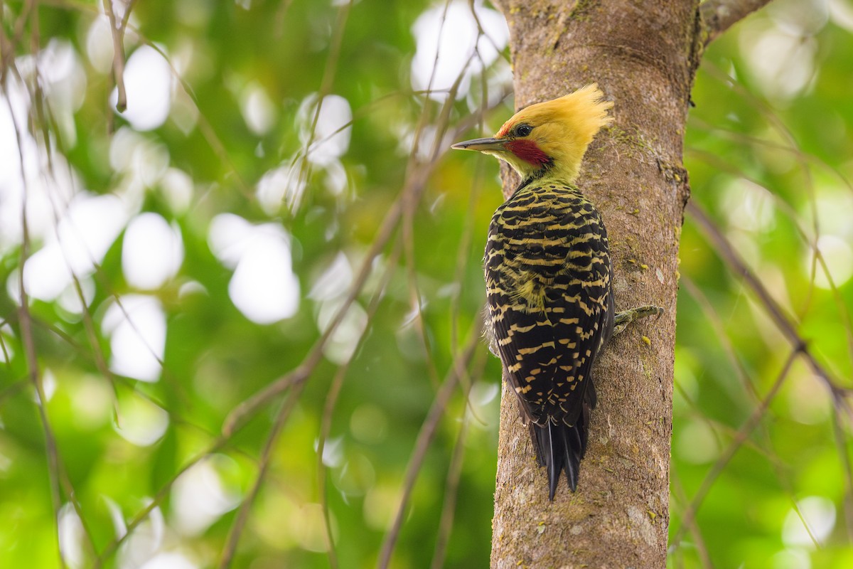 Pic à tête blonde - ML644584996