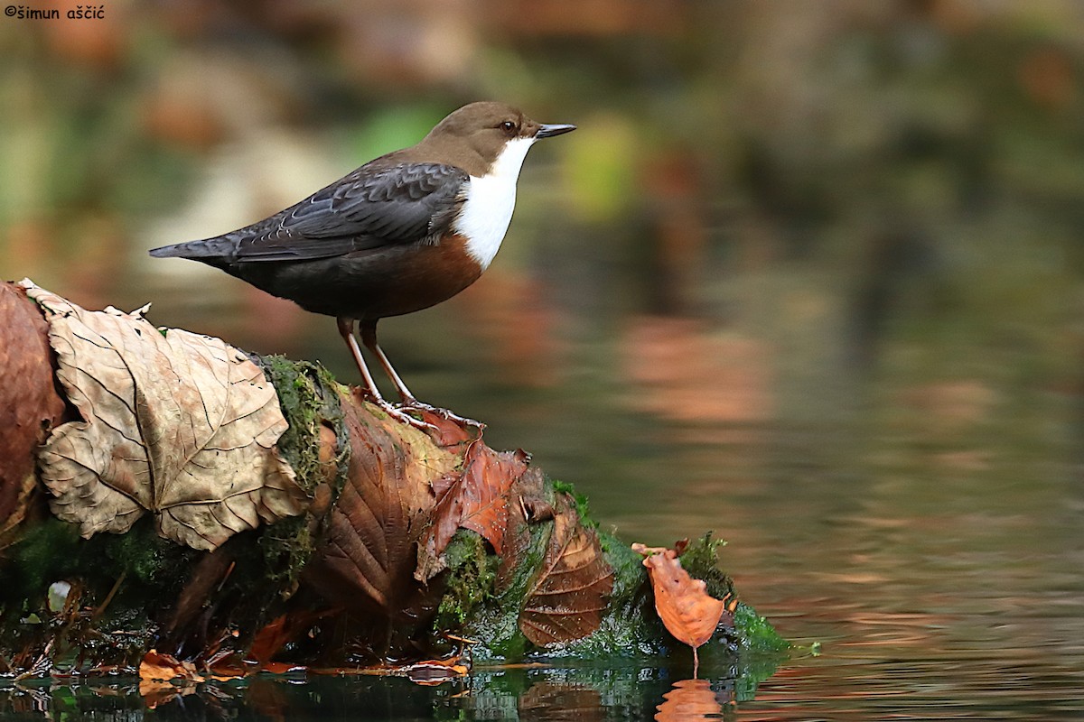 אמודאי הנחלים - ML644585000