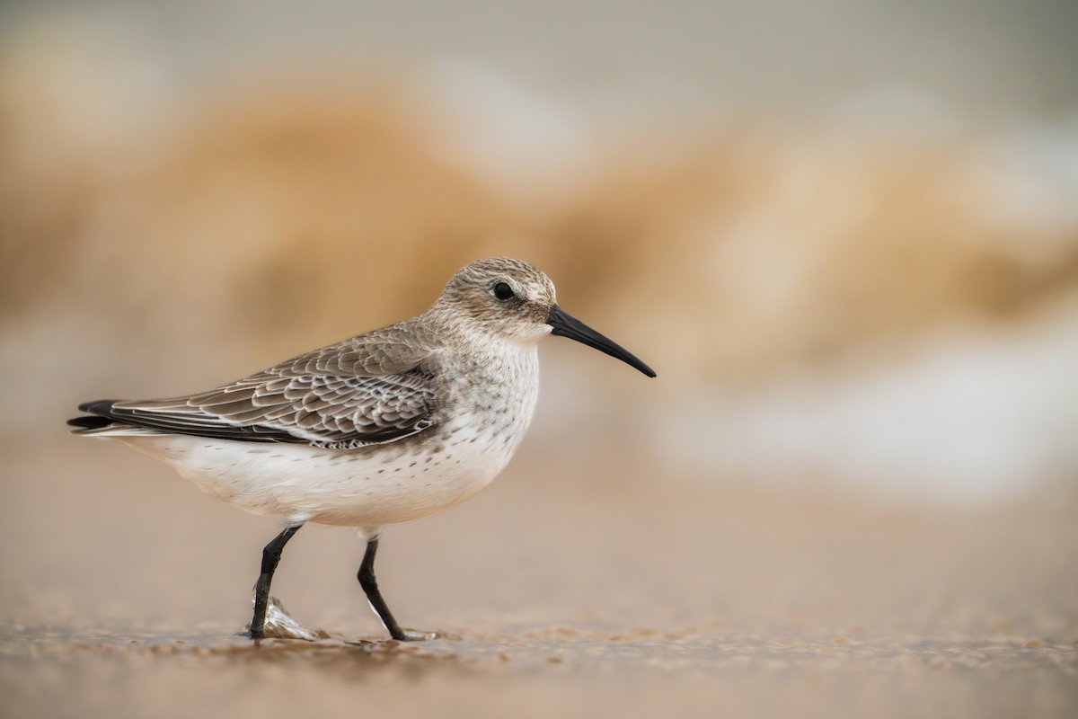 Dunlin - ML644585001
