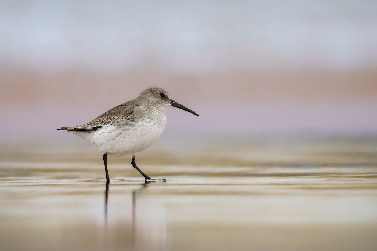 Dunlin - ML644585003