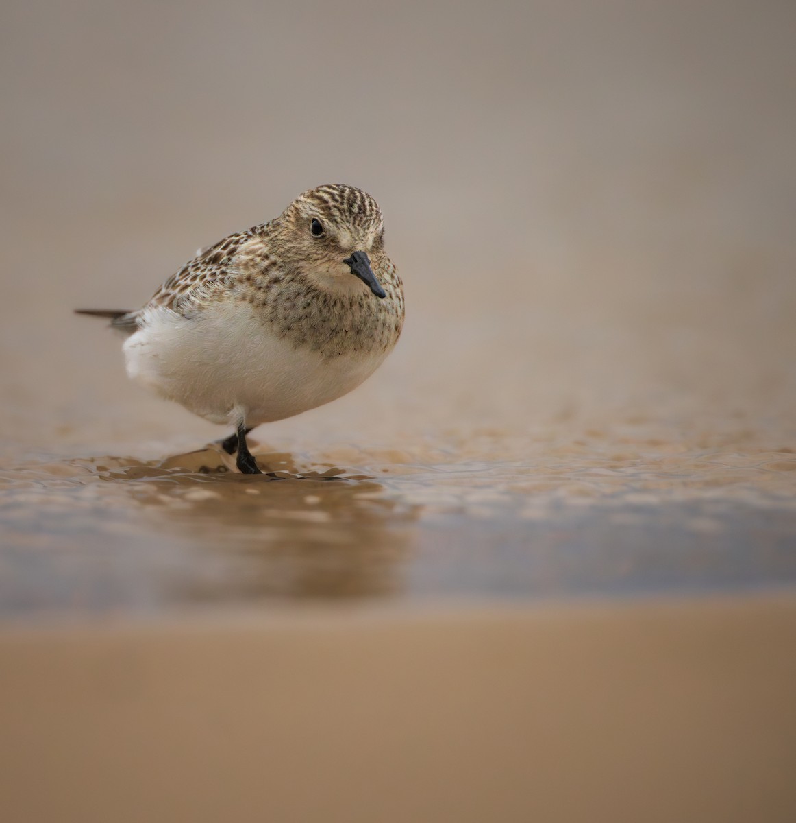 Baird's Sandpiper - ML644585008