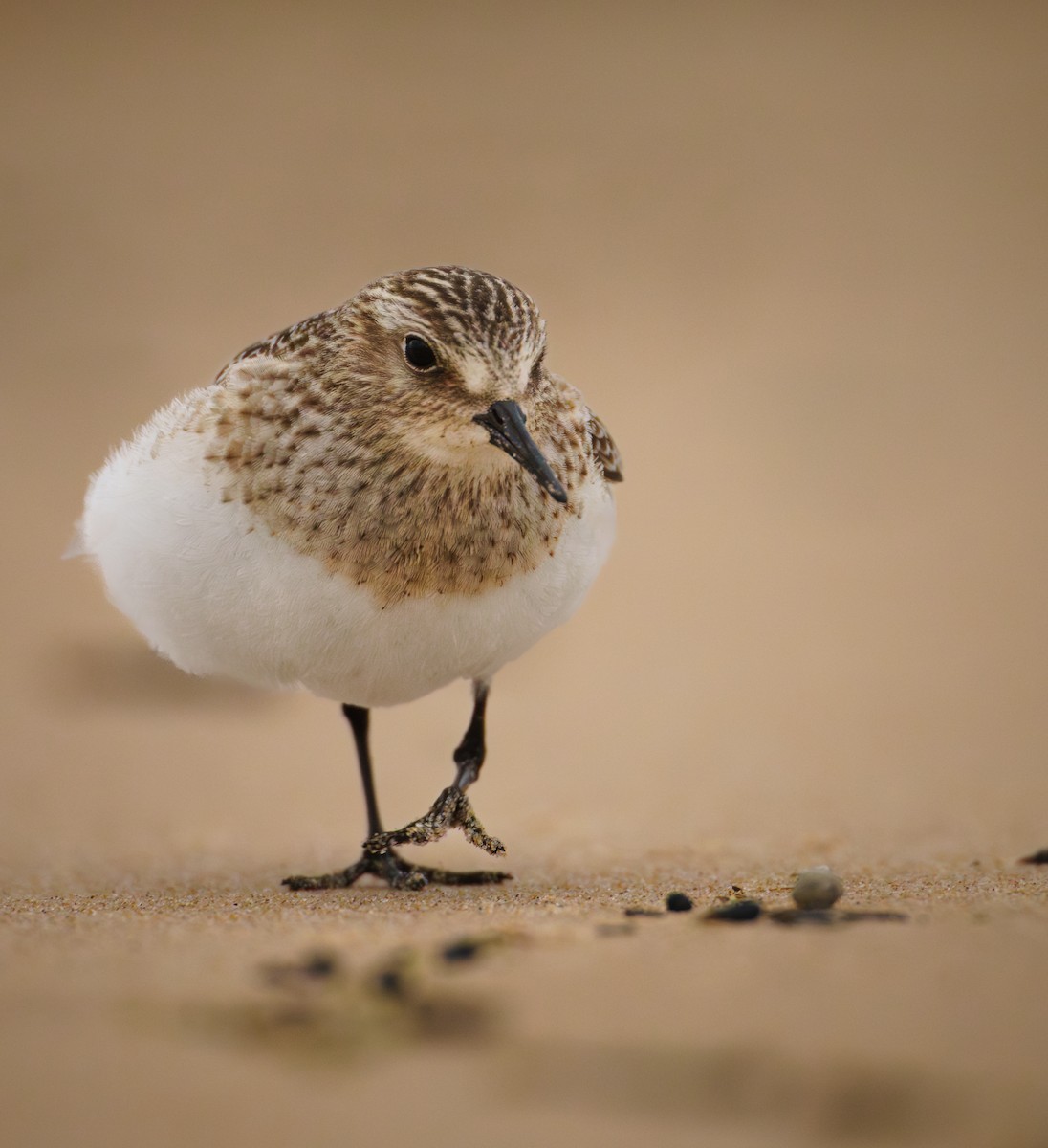 Baird's Sandpiper - ML644585009