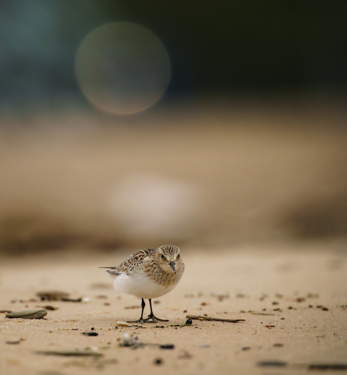 Baird's Sandpiper - ML644585010