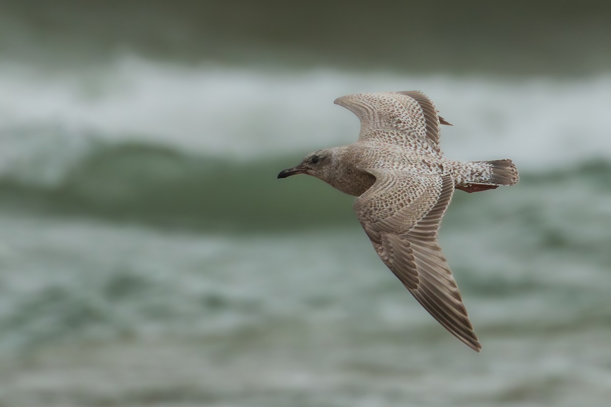 Iceland Gull (Thayer's) - ML644585024
