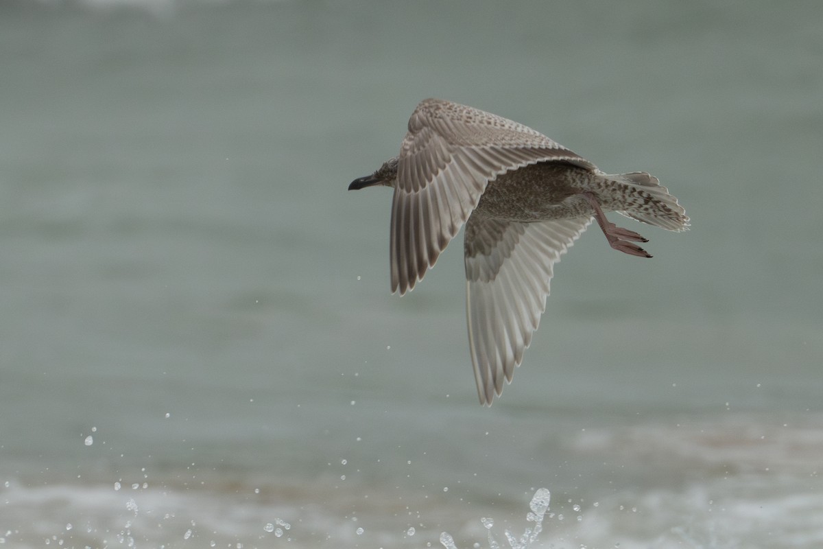 Iceland Gull (Thayer's) - ML644585025