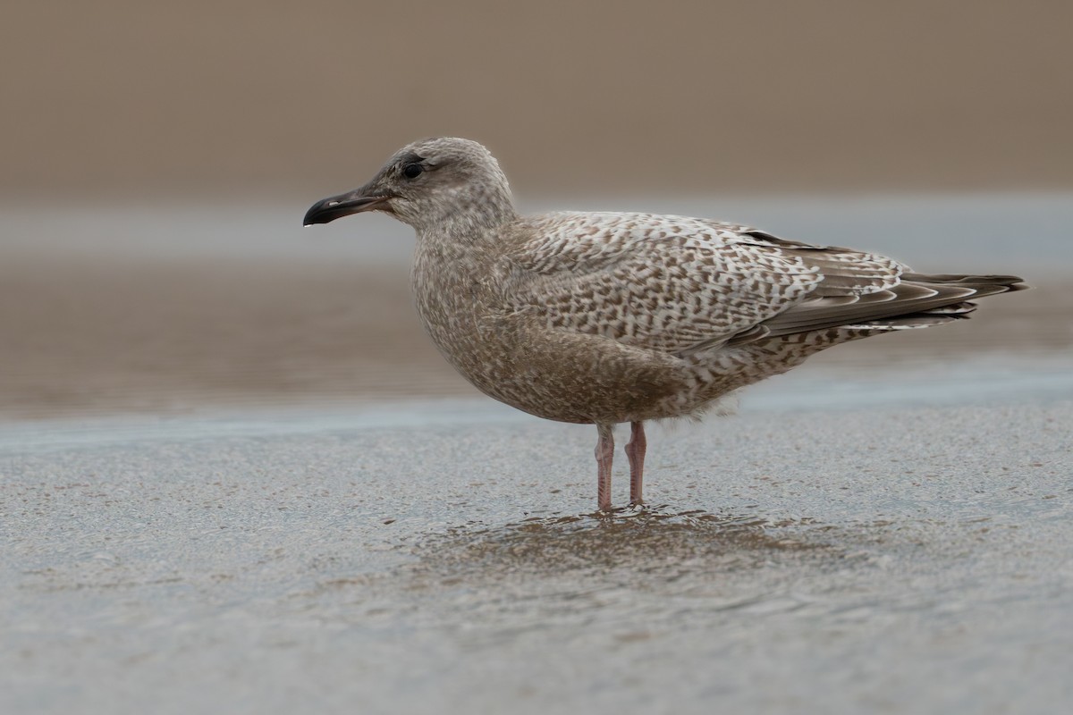 Iceland Gull (Thayer's) - ML644585026