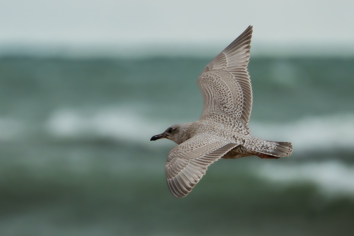 Iceland Gull (Thayer's) - ML644585027
