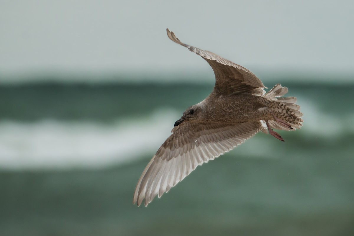 Iceland Gull (Thayer's) - ML644585028
