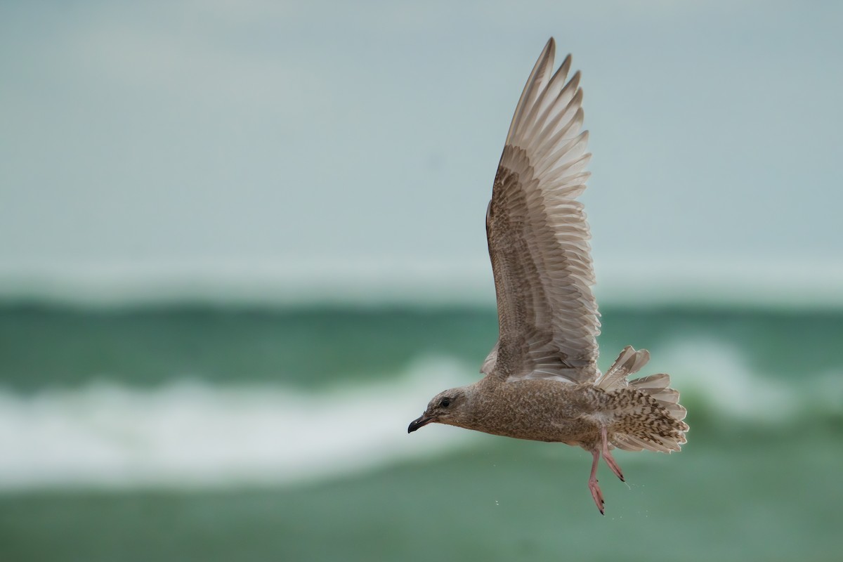 Iceland Gull (Thayer's) - ML644585029