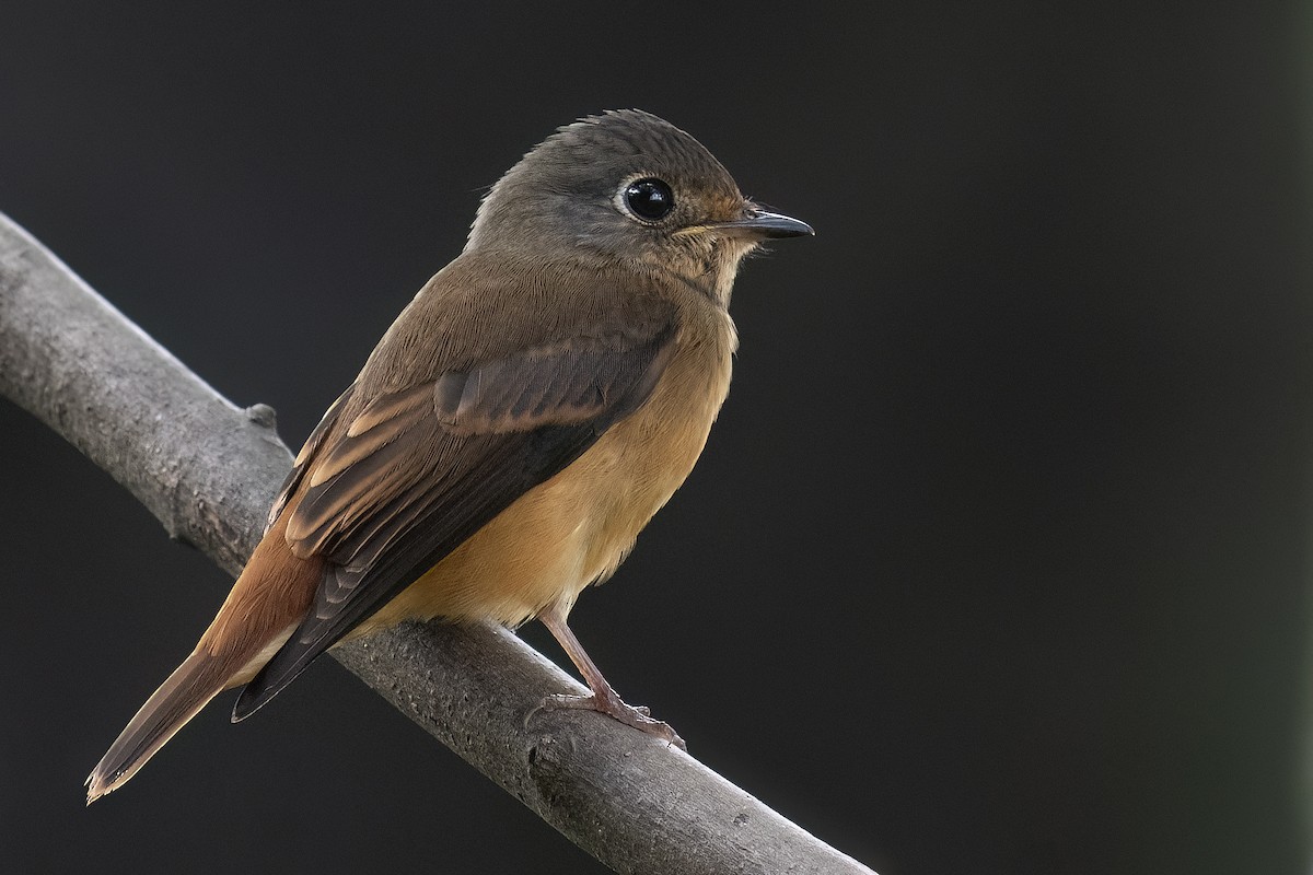 Rostschnäpper - ML644585039