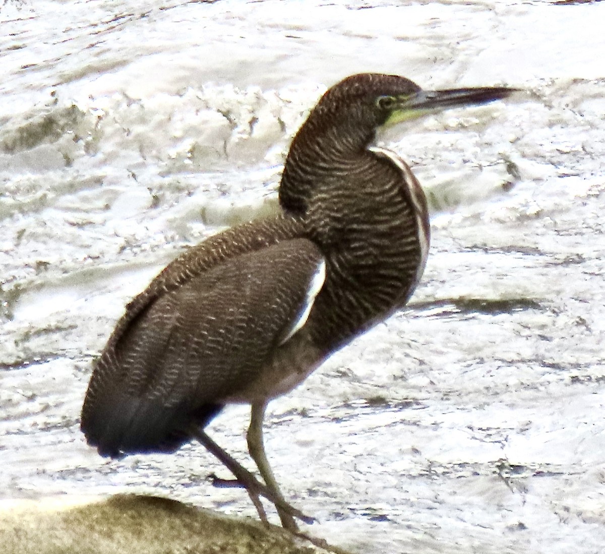 Fasciated Tiger-Heron - ML644585040