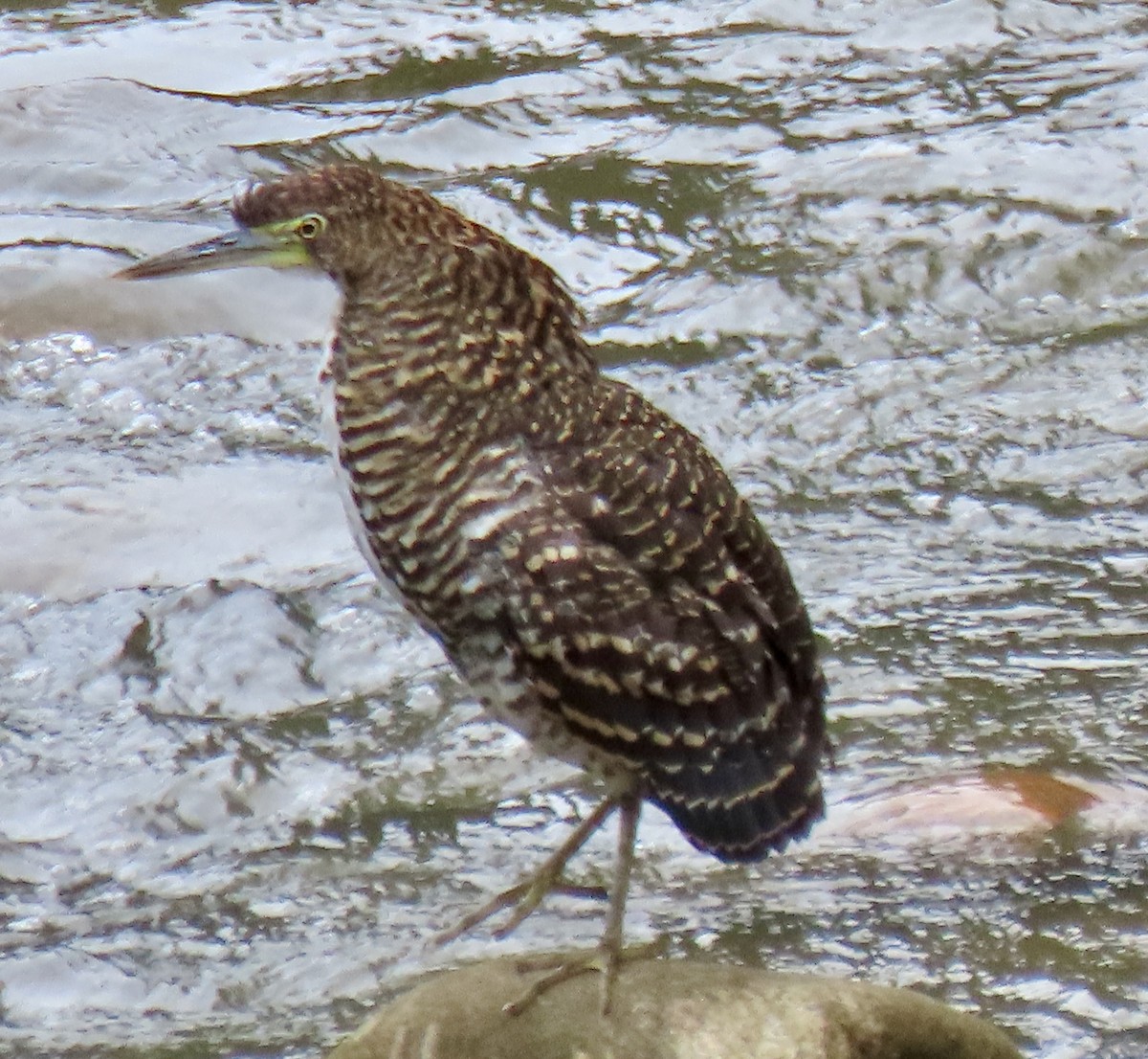 Fasciated Tiger-Heron - ML644585041
