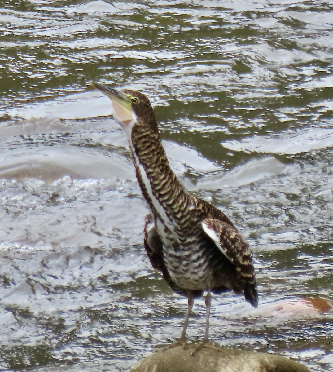 Fasciated Tiger-Heron - ML644585042