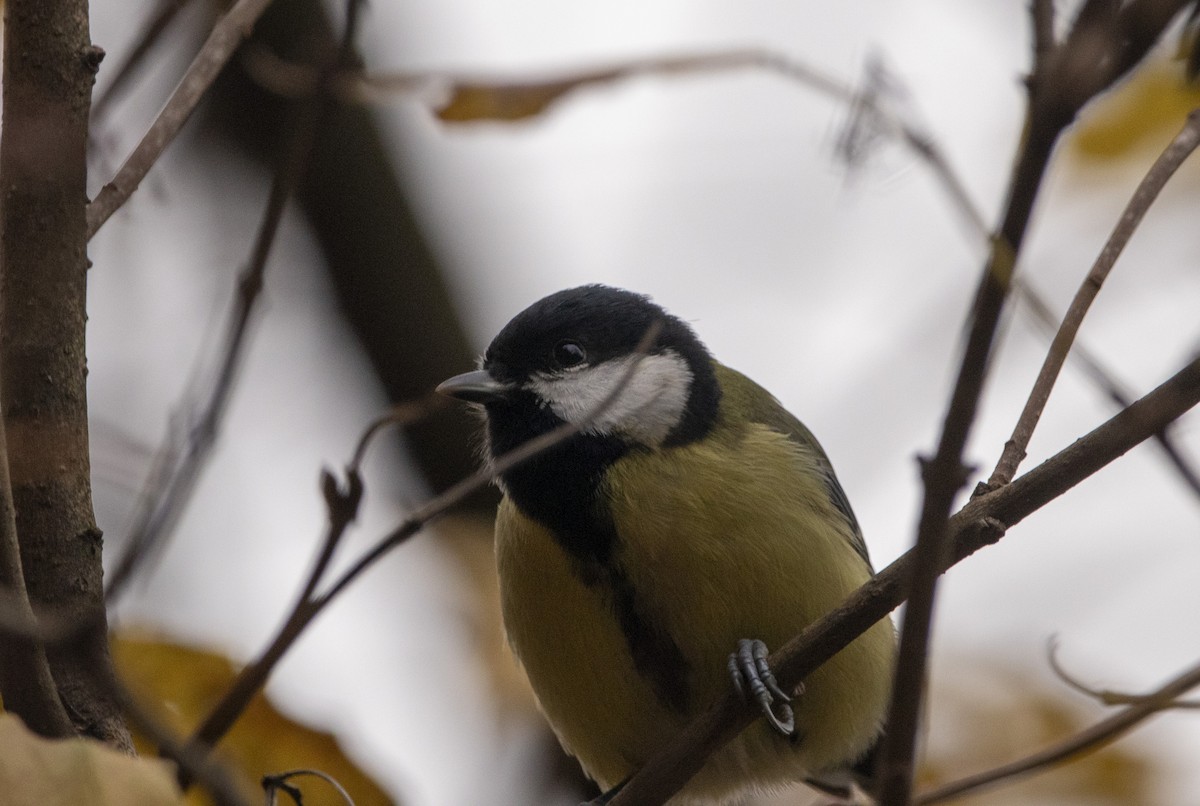 sýkora koňadra - ML644585057