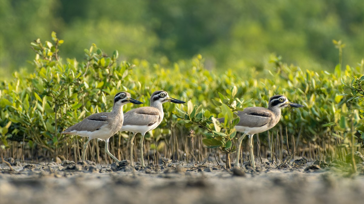 Great Thick-knee - ML644585058