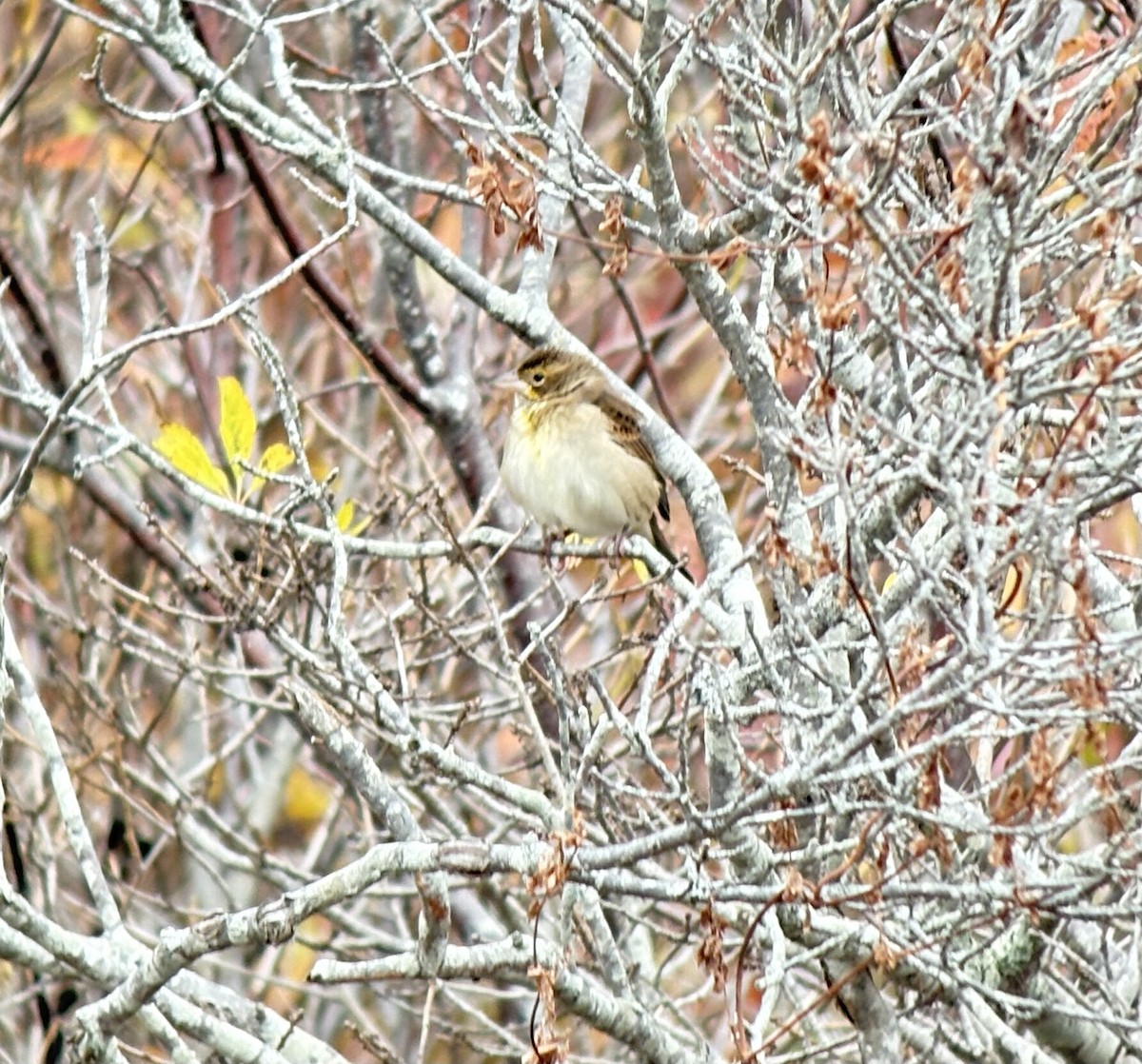 Dickcissel - ML644585060