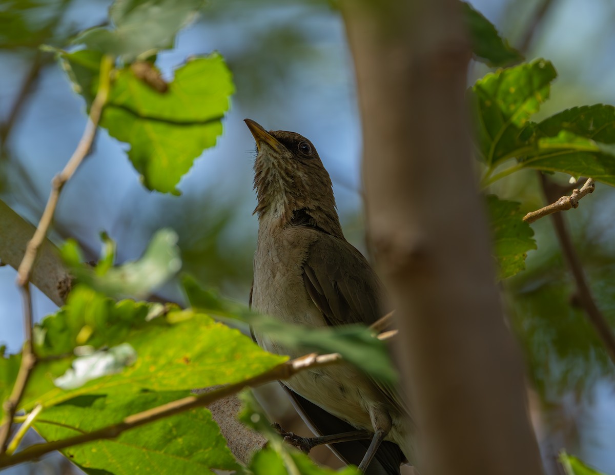 Creamy-bellied Thrush - ML644585062