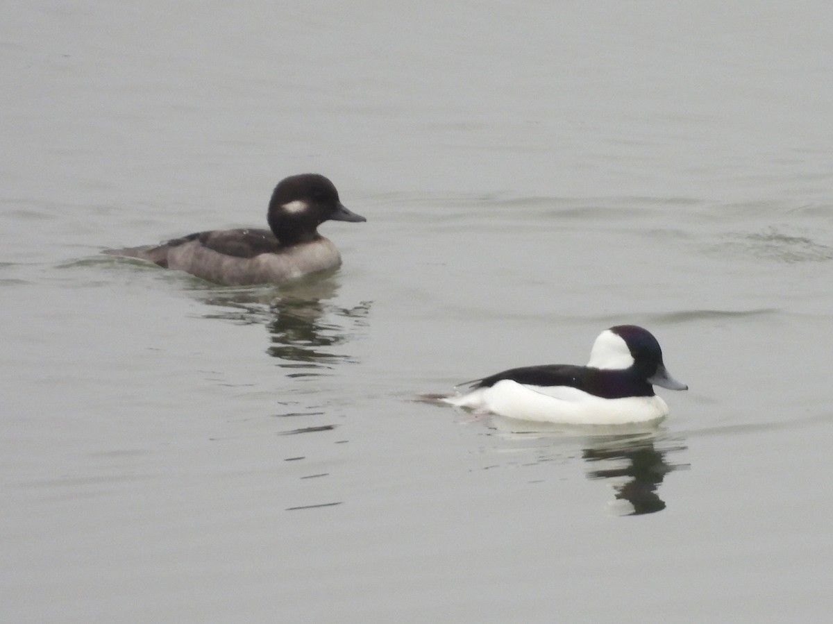 Bufflehead - ML644585067