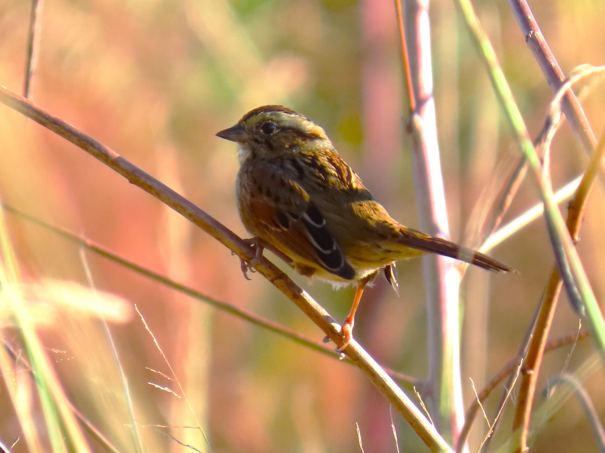 Болотная зонотрихия - ML644585070