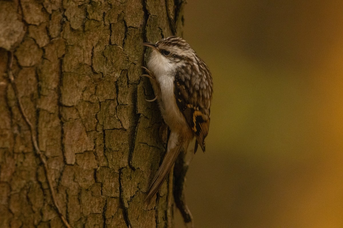 šoupálek dlouhoprstý - ML644585072