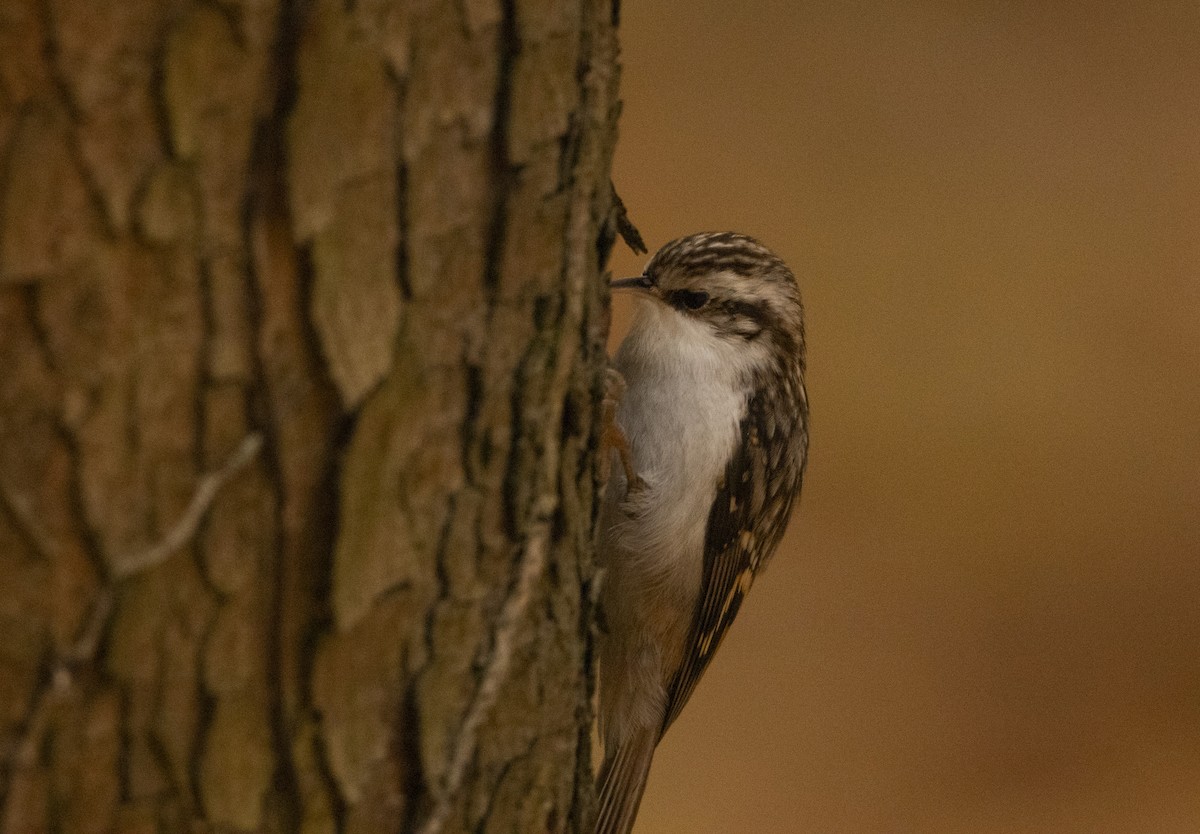 šoupálek dlouhoprstý - ML644585073