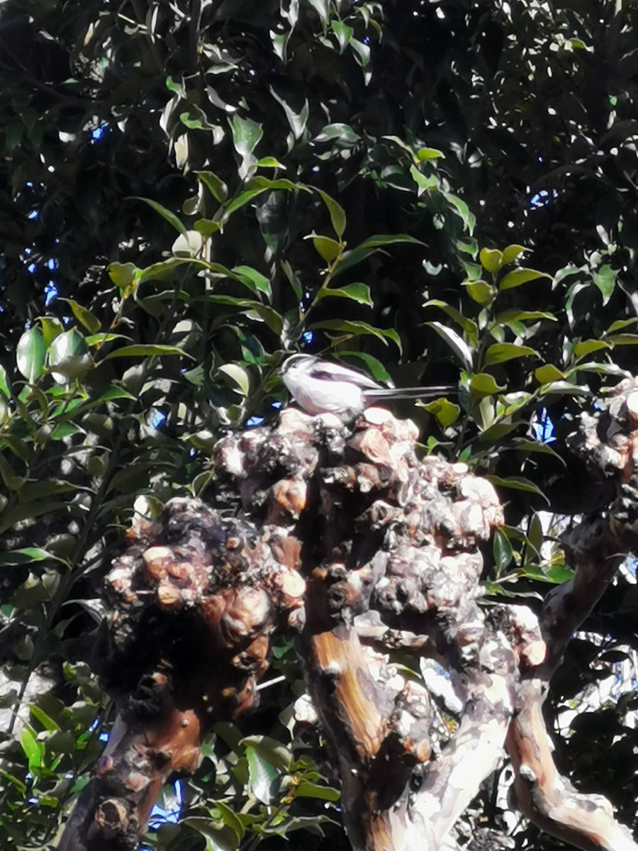 Long-tailed Tit - ML644585075