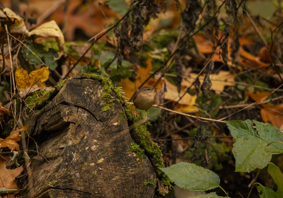 střízlík obecný - ML644585078