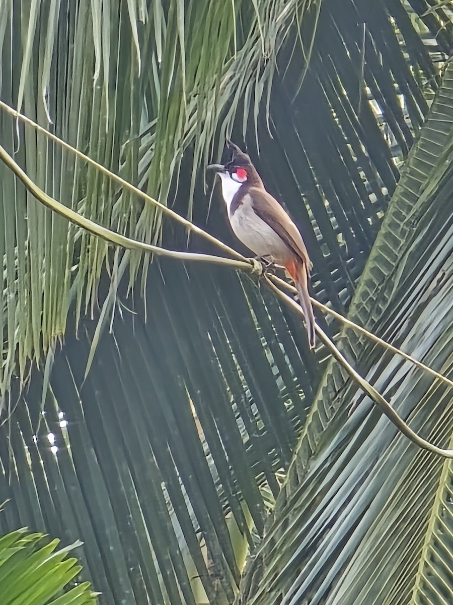 rødørebylbyl - ML644585079