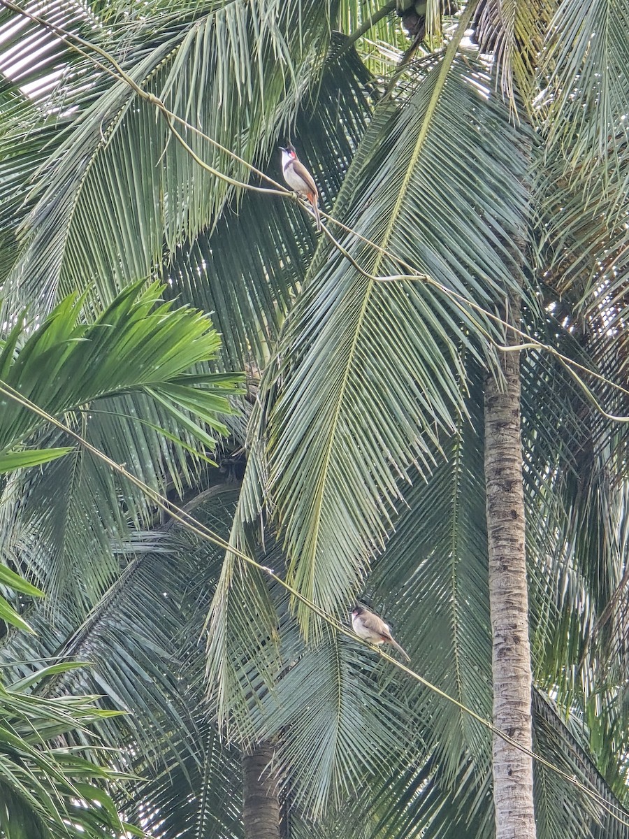 rødørebylbyl - ML644585081