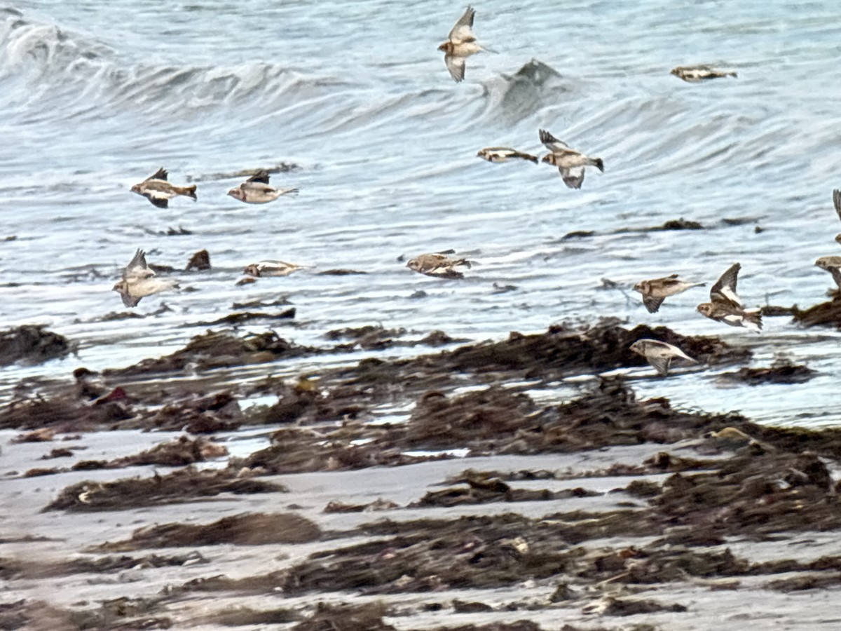 Snow Bunting - ML644585090